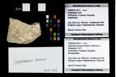 Foto (Objekt + Etikett) von Gastrosacus torosus (Robins, Feldmann & Schweitzer, 2013)  (NHMW-GEO-1990-0041-2973)